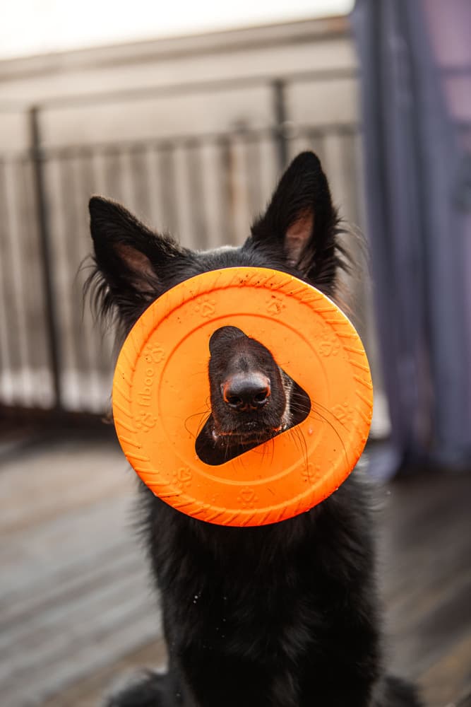 Hundefrisbee 25cm Orange, view: 2