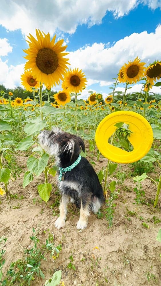 Hundefrisbee 25 cm Gul, view: 2