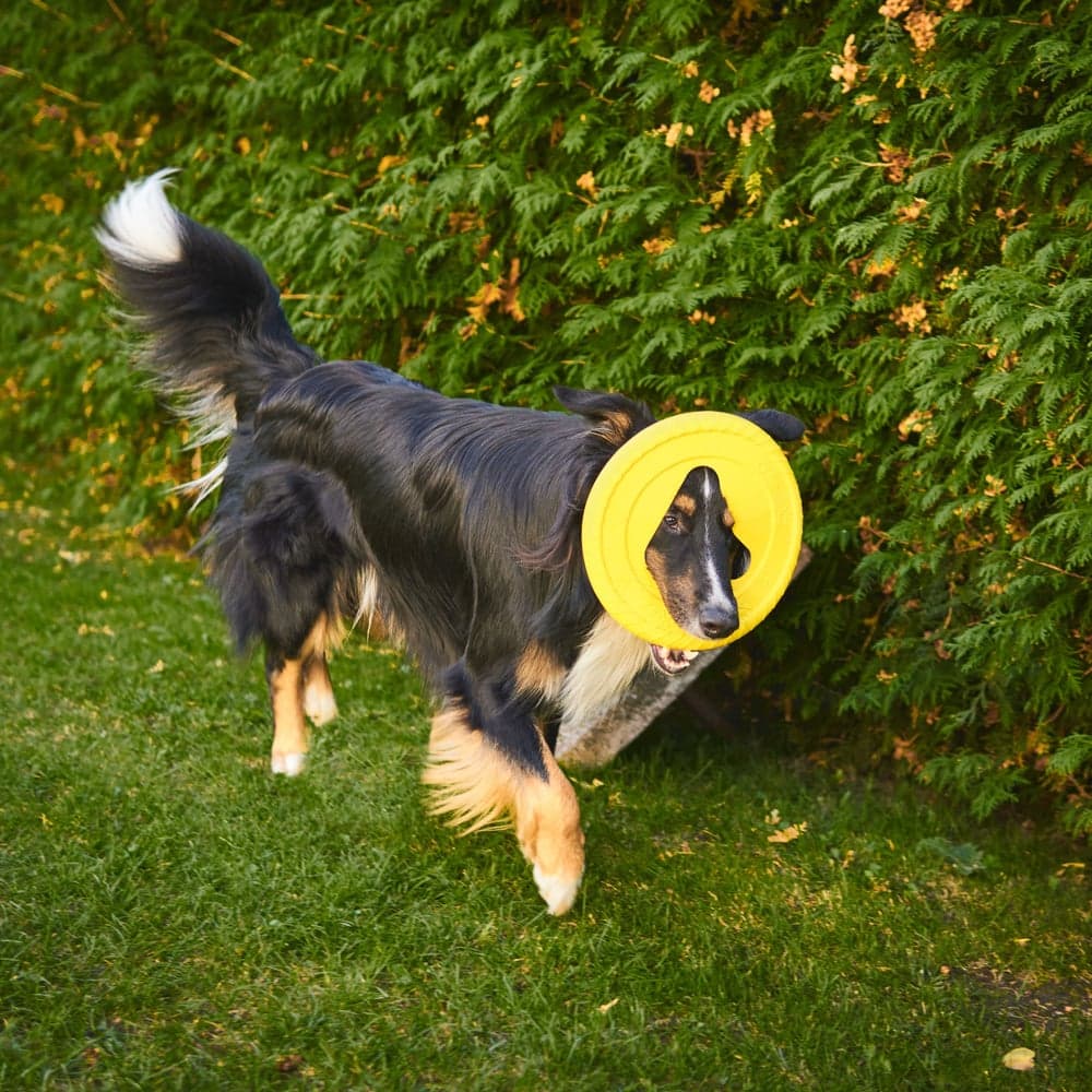 Hundefrisbee 25 cm Gul, view: 1