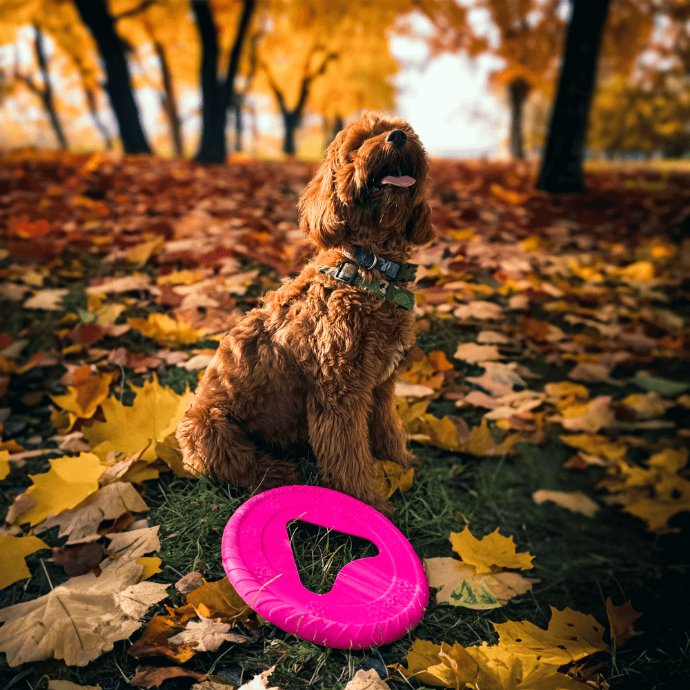 Hundefrisbee 25 cm Blå, view: 1