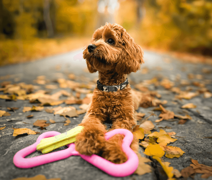 Drakampsleke Blå, view: 3