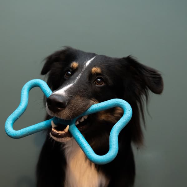 Drakampsleke Blå, view: 1