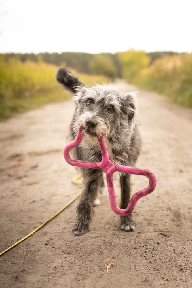 Drakamp leke Orange, view: 2