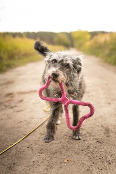 Drakamp leke Orange, view: 2