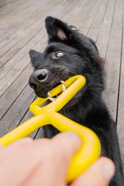 Drakampleke Grønn, view: 3