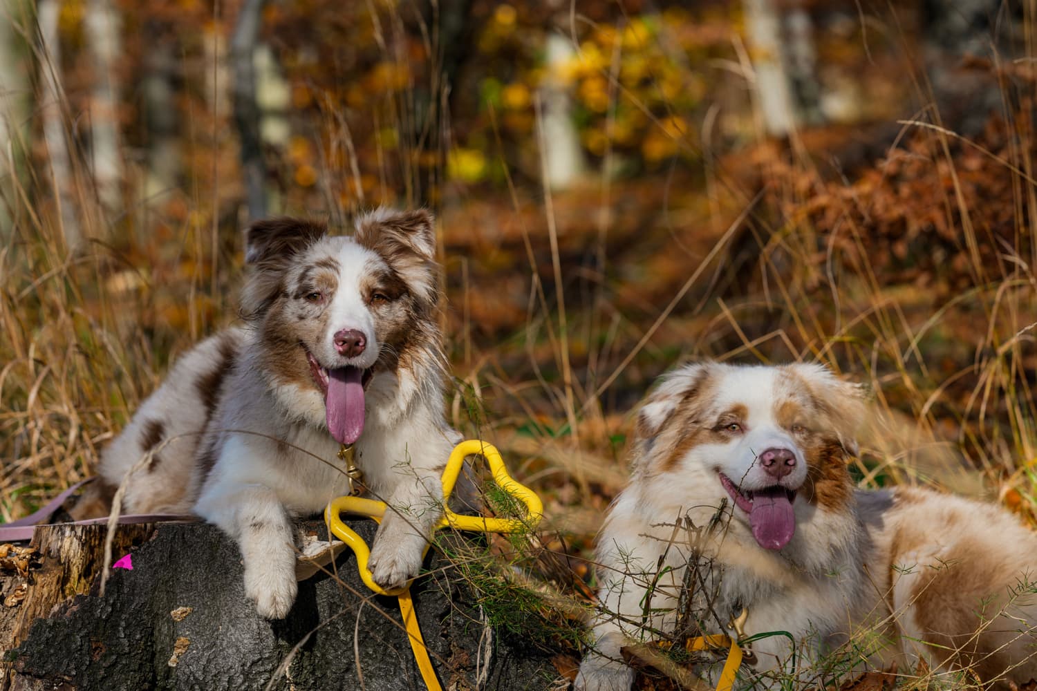 Drakamp leke Gul, view: 1