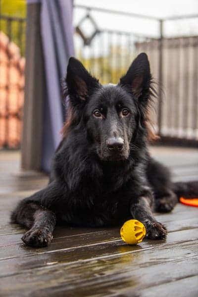 Aktiveringsball Snacks Grön, view: 2