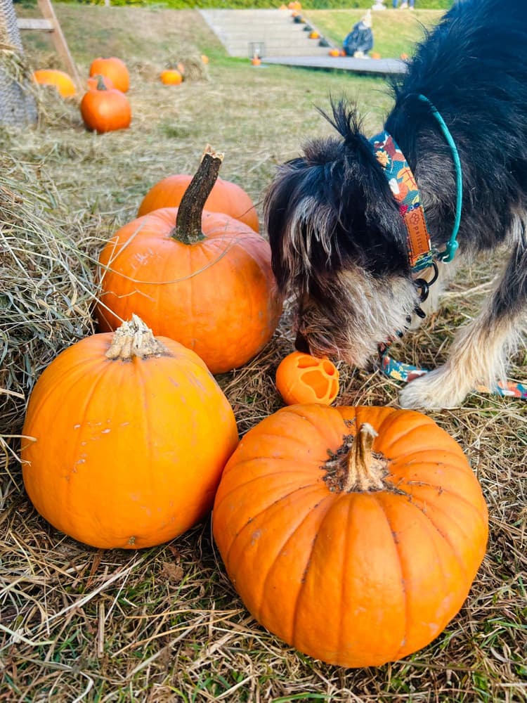Aktiveringsball Snacks Gul, view: 3