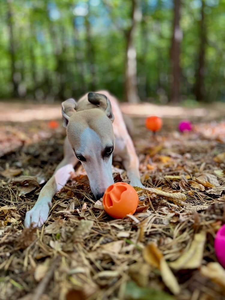 Aktiveringsball Snacks Orange, view: 2