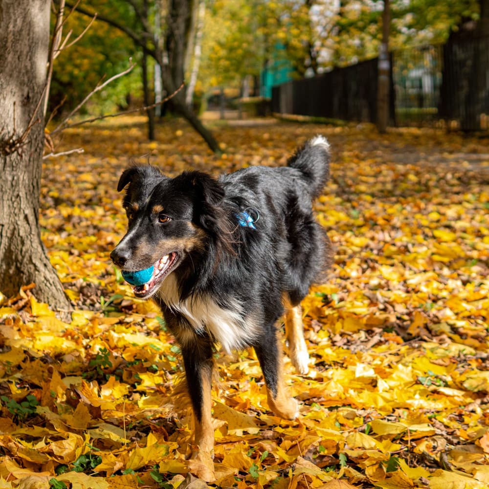 Aktiveringsball Snacks Blå, view: 2