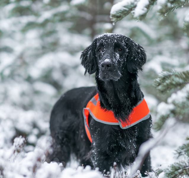 FinNero Refleksvest ATTE Orange S, view: 4