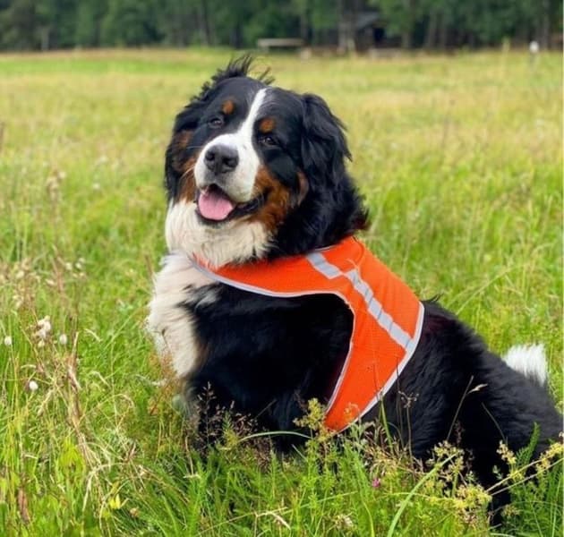 FinNero Refleksvest ATTE Orange S, view: 2