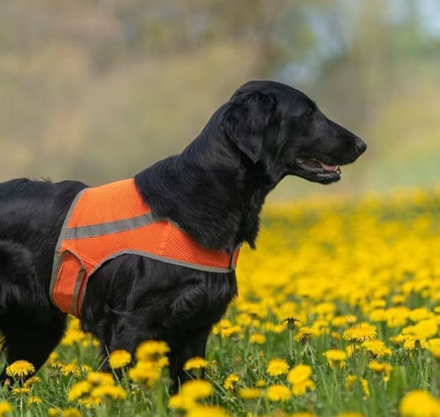 FinNero Refleksvest ATTE Orange S, view: 3