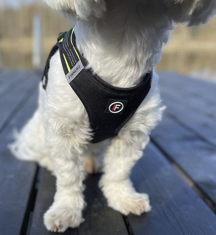 FinNero Vestsele HALI Svart/gul M, view: 7