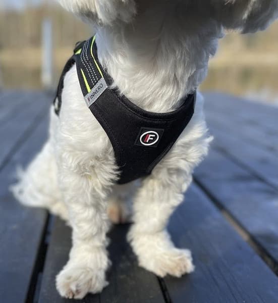 FinNero Vestsele HALI Svart/gul M, view: 7