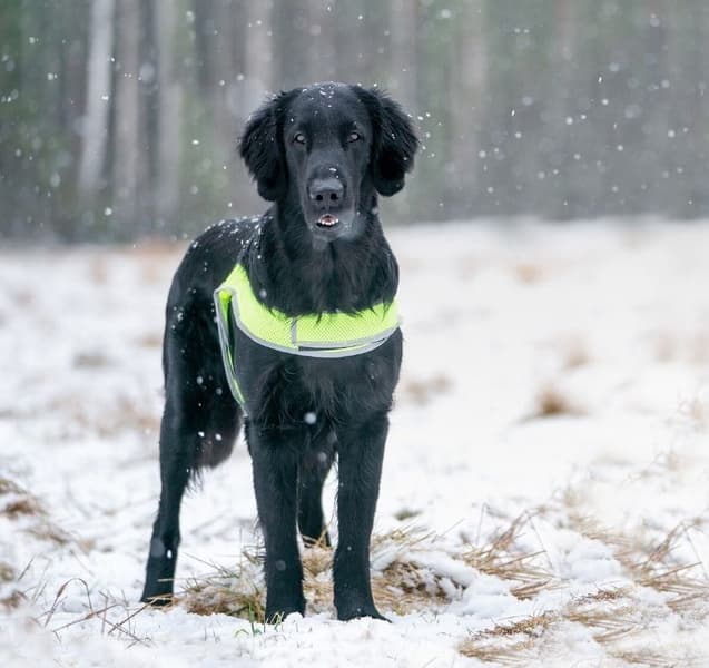 FinNero Refleksvest ATTE Neon Gul S, view: 2