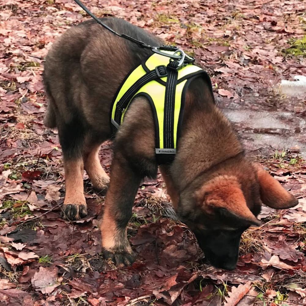 FinNero Vestsele HALI Svart/gul XS, view: 9