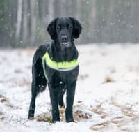 FinNero Refleksvest ATTE Neon Gul XXL - view: 2