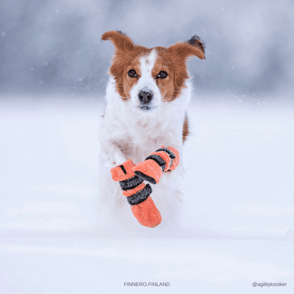 Hundsko HALLA Orange XL (4-pack), view: 2