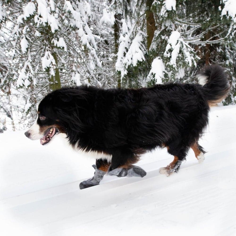 Hundsko HALLA LUX Grå XL (2-pack), view: 2