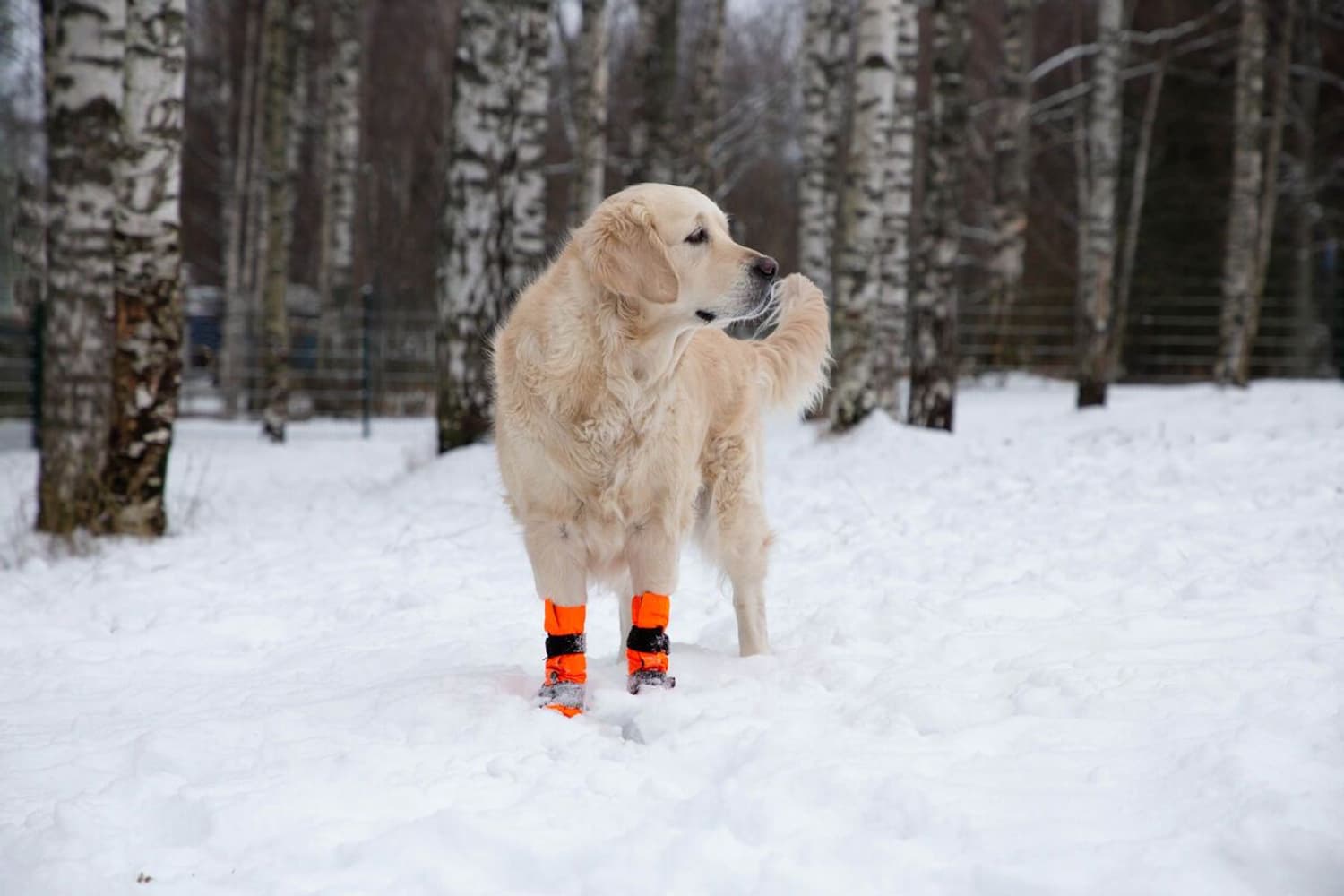 Hundsko SULO Orange XS-S (2-pack), view: 5
