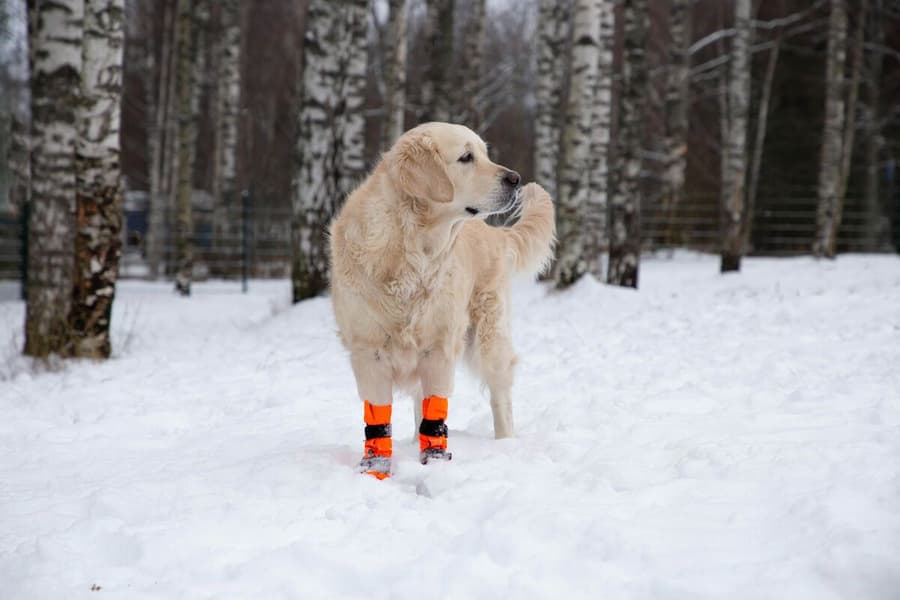 Hundsko SULO Orange XS-S (2-pack), view: 5