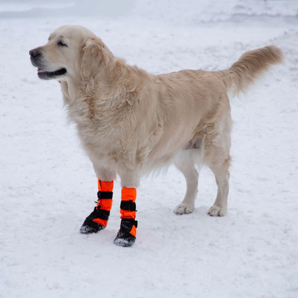 Hundsko SULO Orange XS-S (2-pack), view: 4