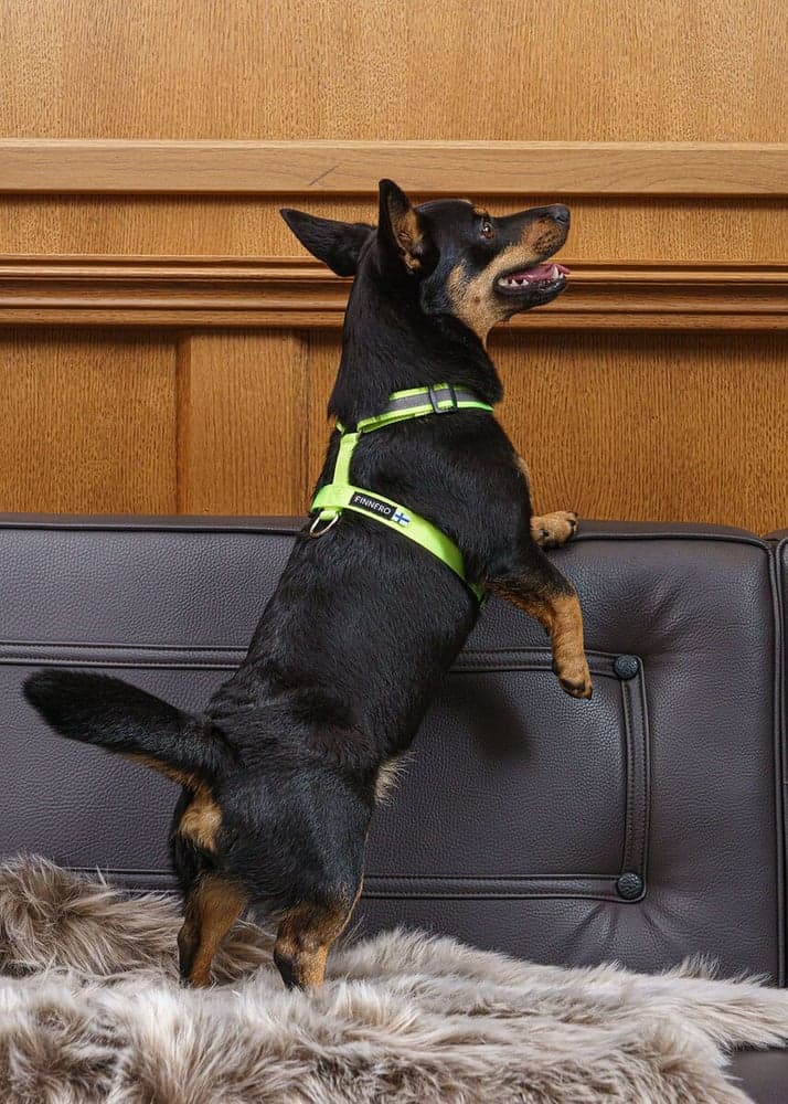 FinNero Treningssele SALO Lysegul XS, view: 2