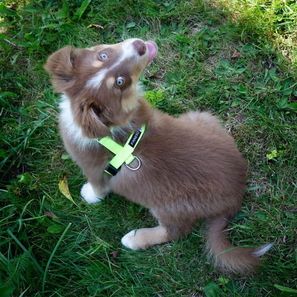 FinNero Treningssele SALO Lysegul XS, view: 1