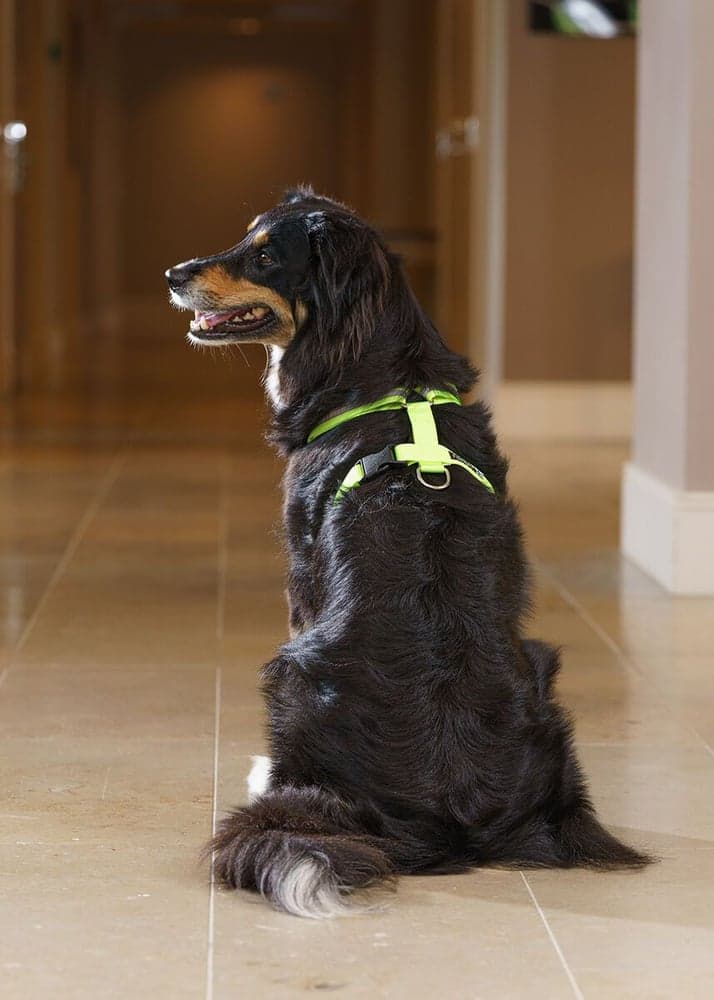 FinNero Treningssele SALO Lysegul XS, view: 3