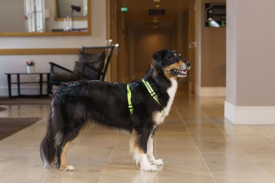 FinNero Treningssele SALO Lysegul XS, view: 4