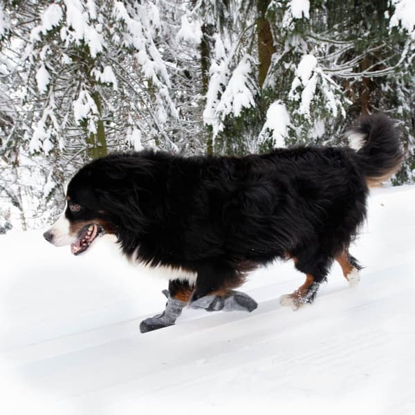 Hundsko HALLA LUX Grå M-L (2-pack), view: 2