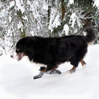 Hundsko HALLA LUX Grå M-L (2-pack) - view: 2