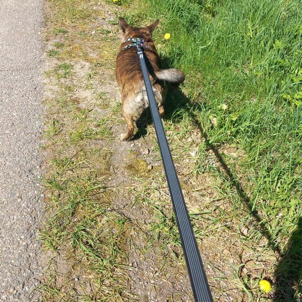 FinNero Antiskli-kobbel RESCUE Svart 2 cm, view: 3