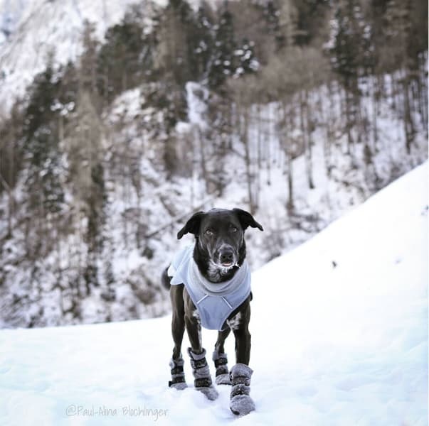 Hundsko HALLA Reflex Grå M-L 4-pack, view: 2