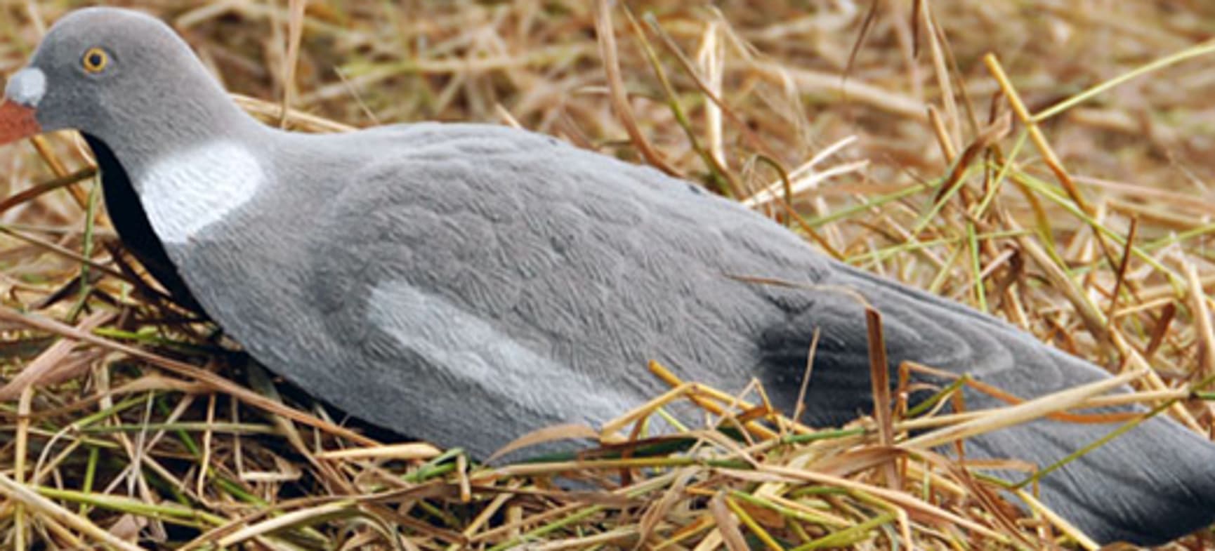 Flossed Bulvan Ringdue, view: 0