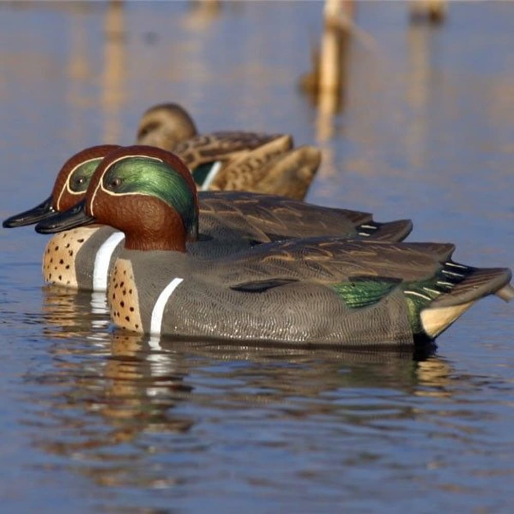 Storm Front 2 Classic Green-winged Teal (Krikkand) 6-Pack, view: 1