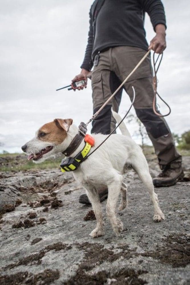 T5 GPS Peile-halsbånd, view: 2