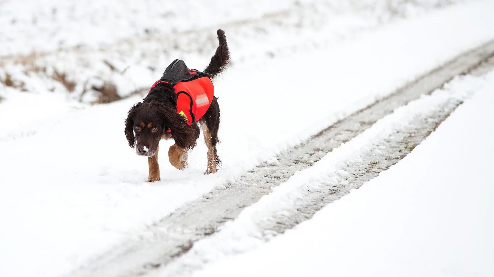 Dogtech GPS Signal Red, view: 2