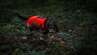 Dogtech ONE Modular Vest Red - view: 2