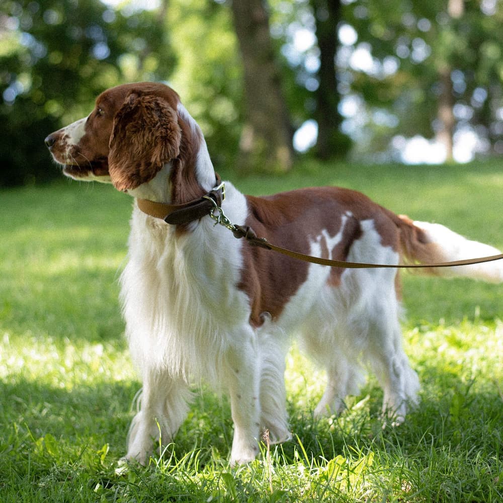 Signature Hundehalsbånd Brown/Mustard XS-S, view: 2