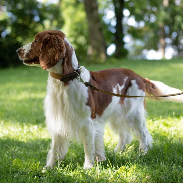 Signature Hundehalsbånd Brown/Mustard XS-S, view: 2