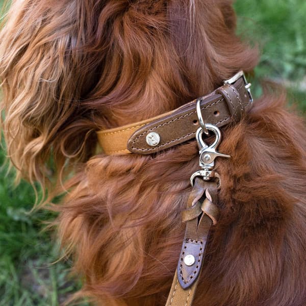 Signature Hundehalsbånd Brown/Mustard XS-S, view: 1