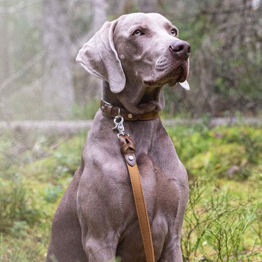 Signature Citykoppel Brown/Mustard Small, view: 3