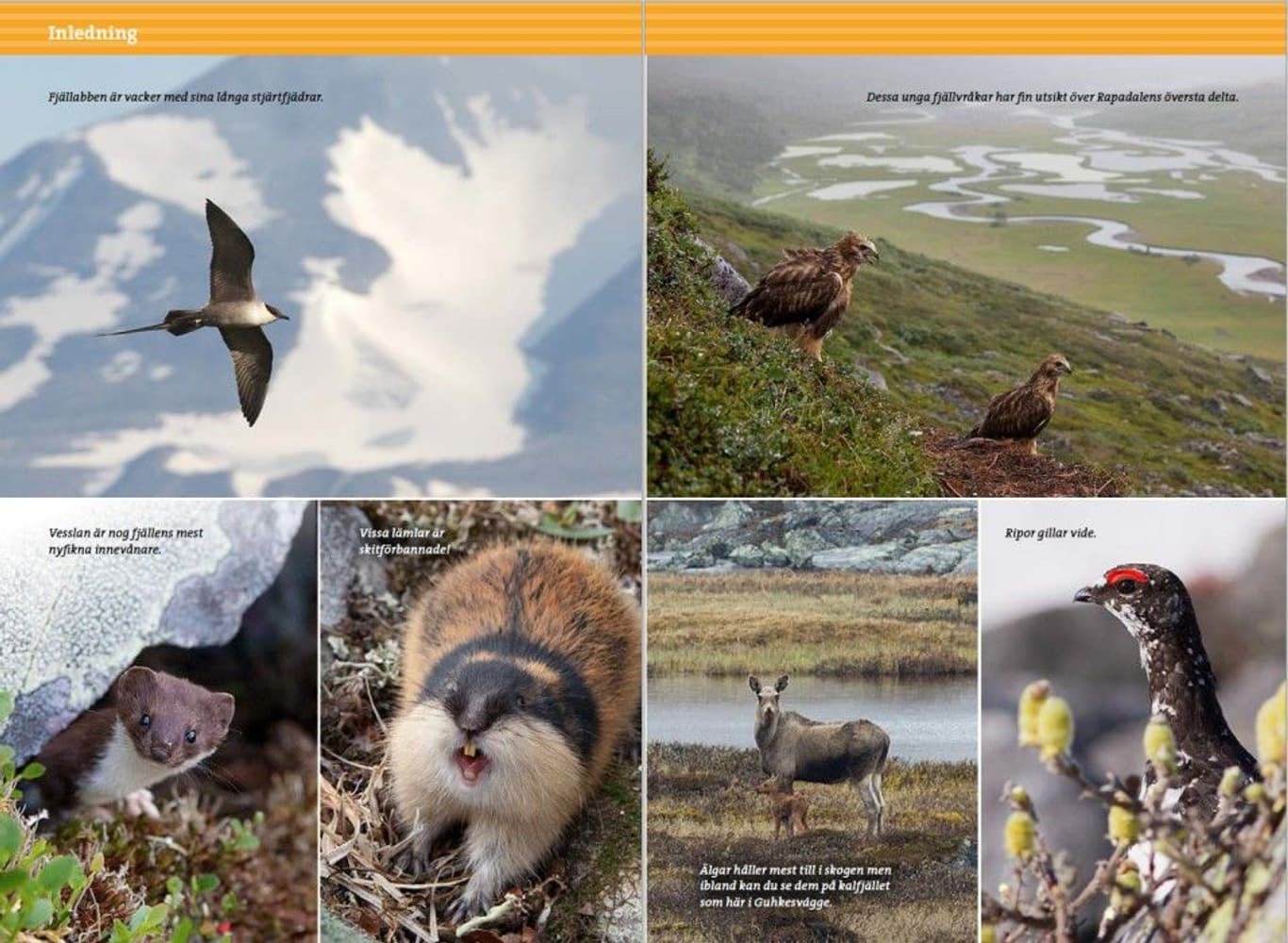 Fjällvandra i Sarek, view: 4