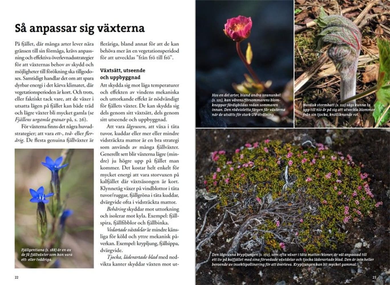 Flora for fjellvandrere, view: 1