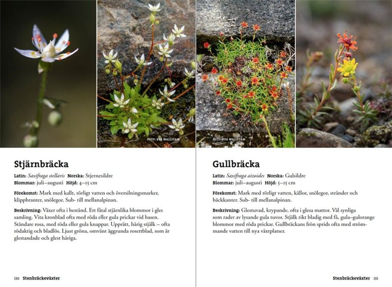 Flora for fjellvandrere, view: 5