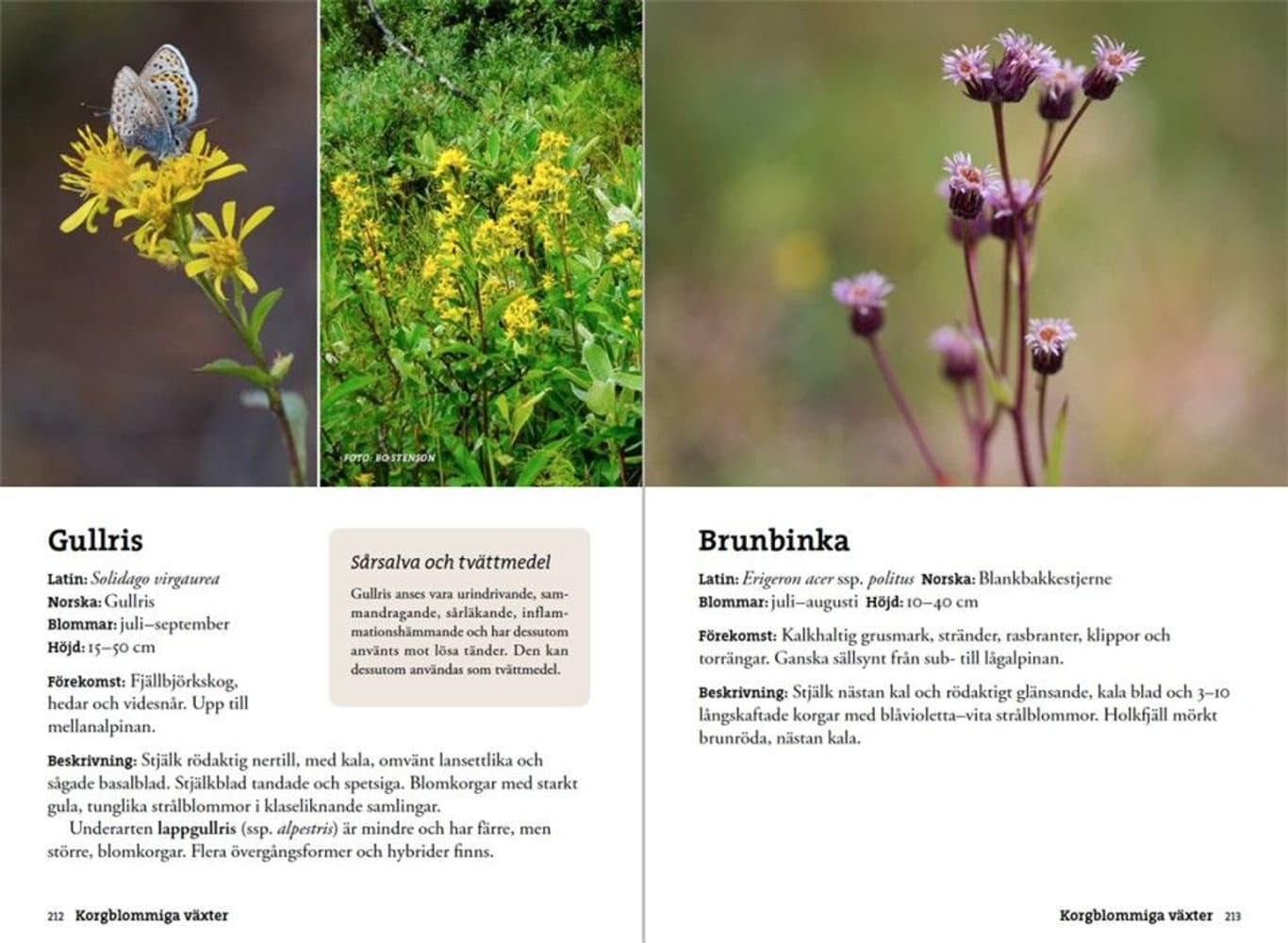 Flora for fjellvandrere, view: 7