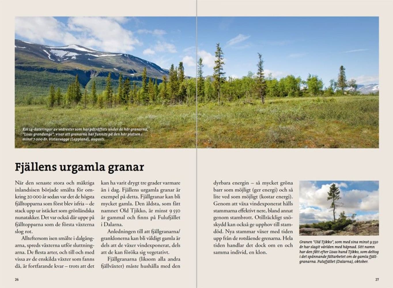 Flora for fjellvandrere, view: 2