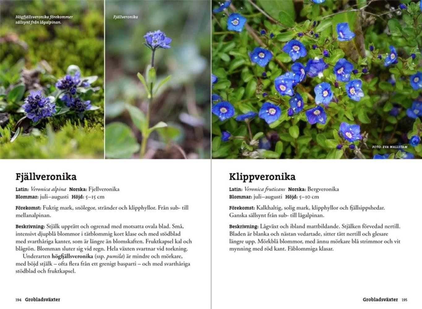 Flora for fjellvandrere, view: 6